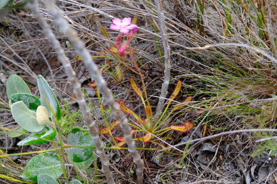 Image of Drosera ramentacea Burch. ex DC.