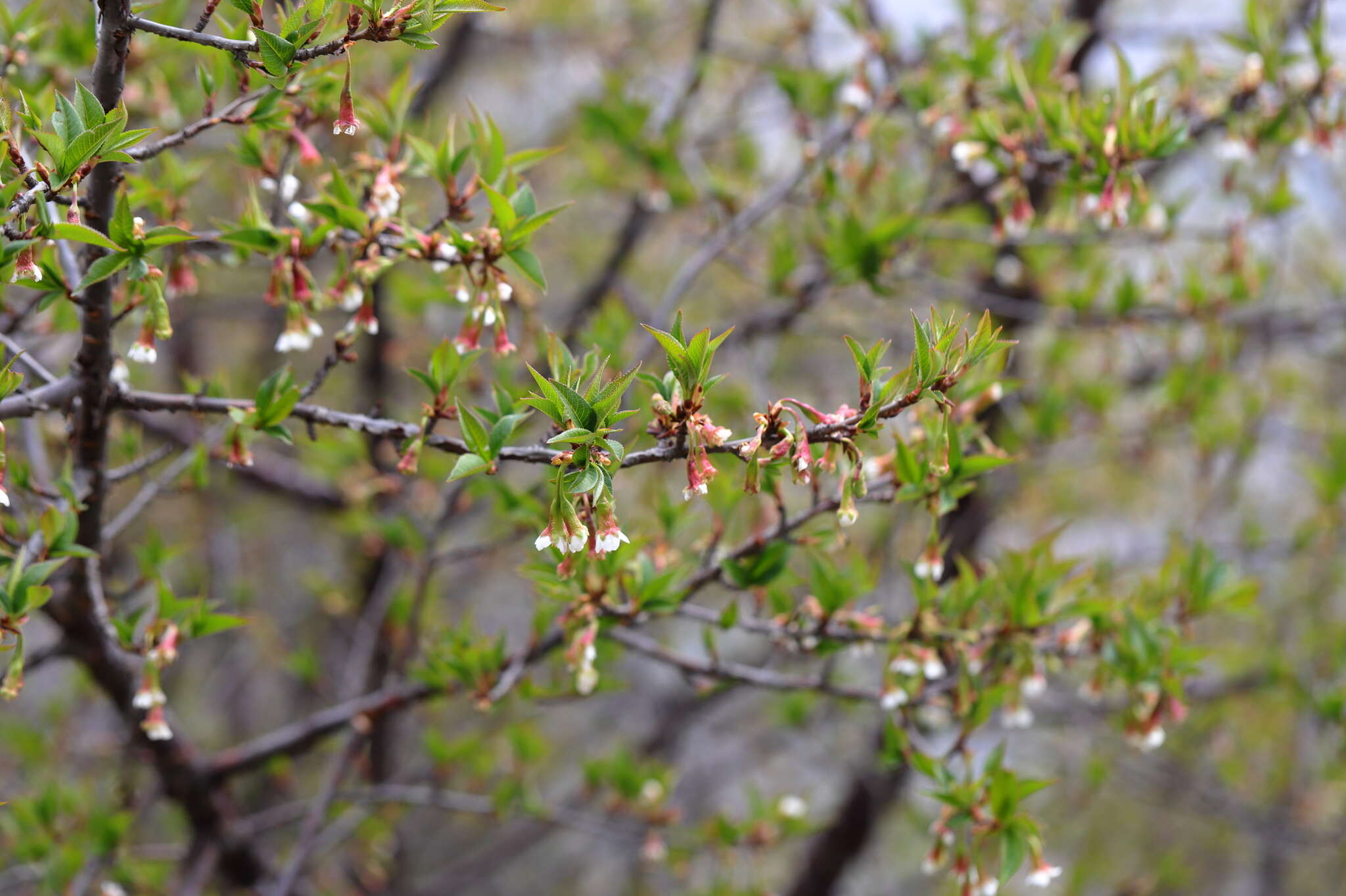 Слика од Prunus rufa Wall. ex Hook. fil.