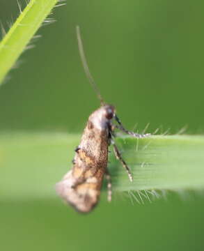 Image of Epermenia pontificella Hübner 1796