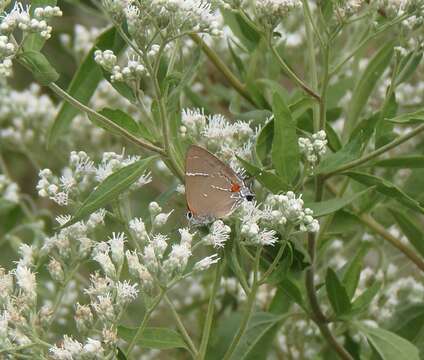 Image of White-M Hairstreak