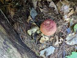 Image of Boletellus pseudochrysenteroides A. H. Sm. & Thiers 1971