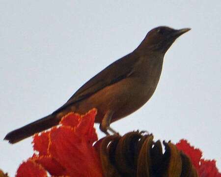 Imagem de Turdus grayi Bonaparte 1838