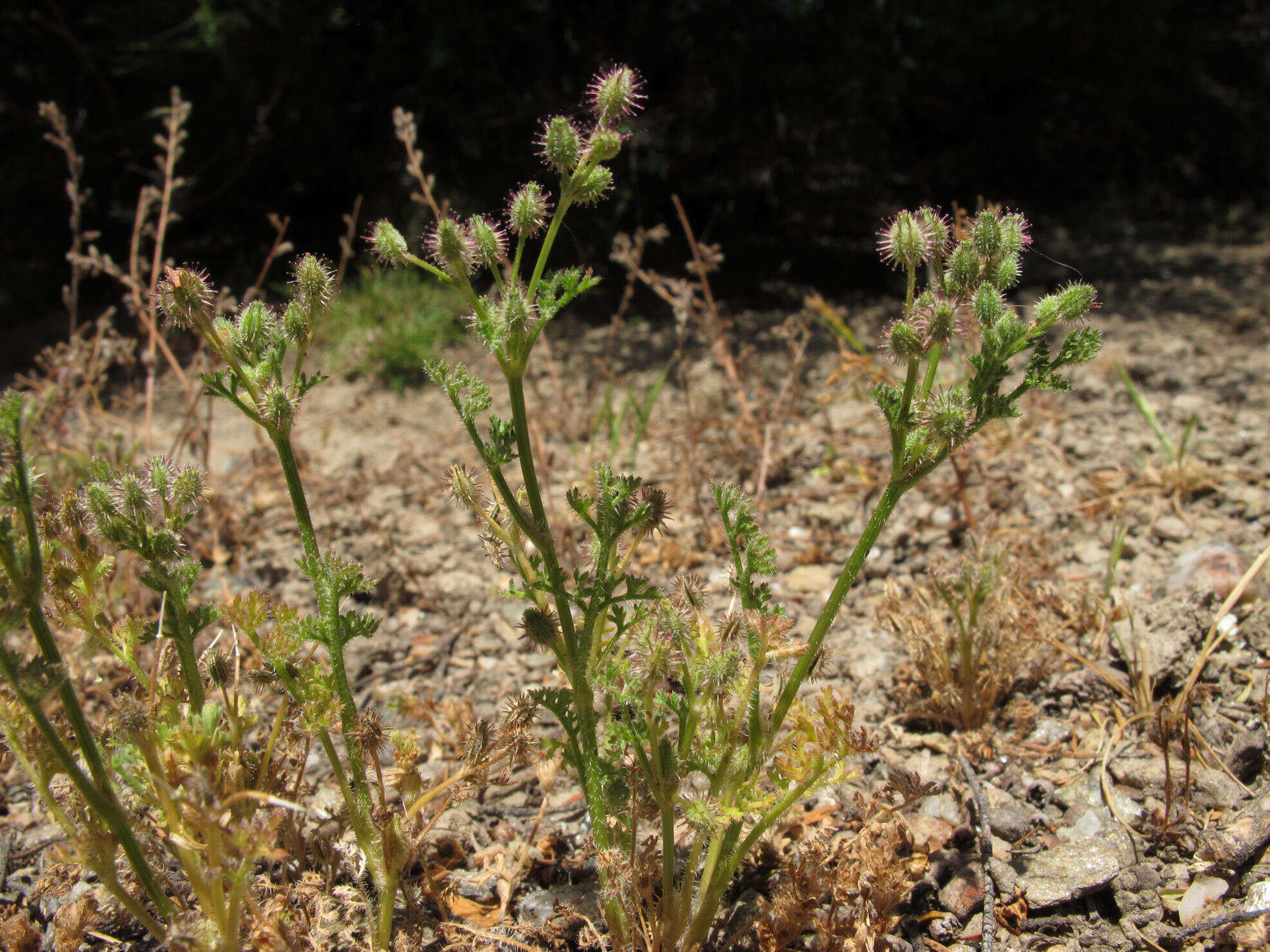 Image of Daucus glochidiatus (Labill.) Fischer, C. Meyer & Ave Lall.