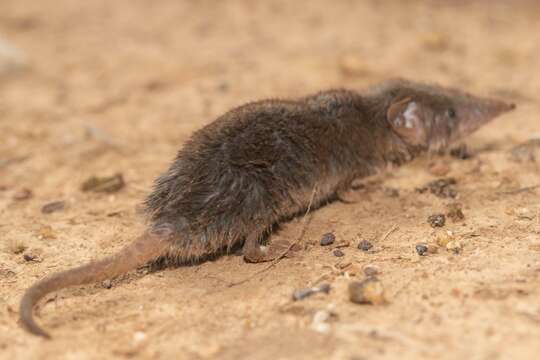 Image of Reddish-gray Musk Shrew