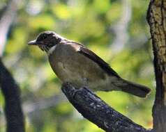 Image of White-throated Robin