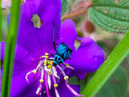 Lampsophorus ecuadoriensis Carvalho & Ferreira 1968的圖片