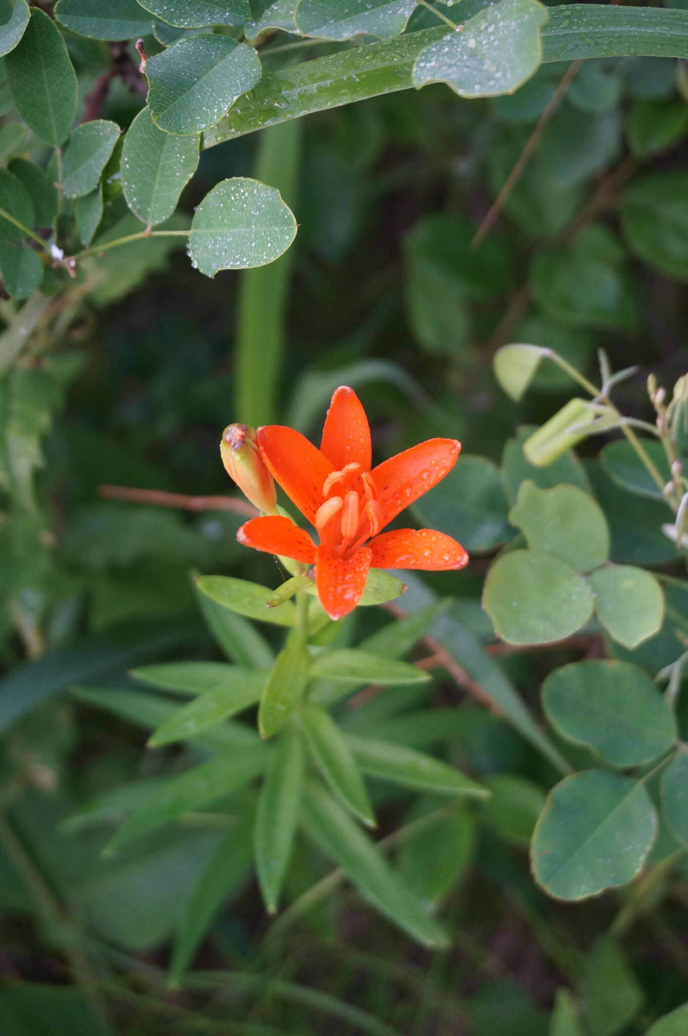 Image of Lilium concolor var. partheneion (Siebold & de Vriese) Baker