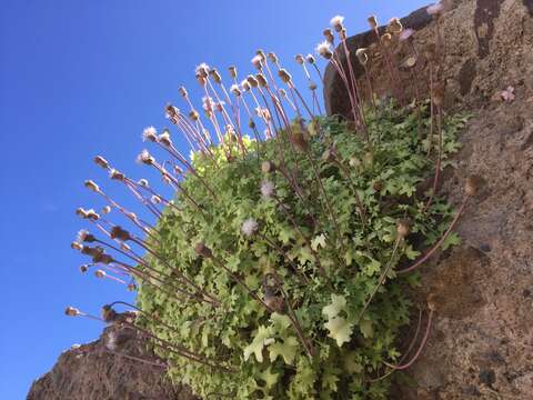 Image of Hofmeisteria fasciculata (Benth.) Walp.