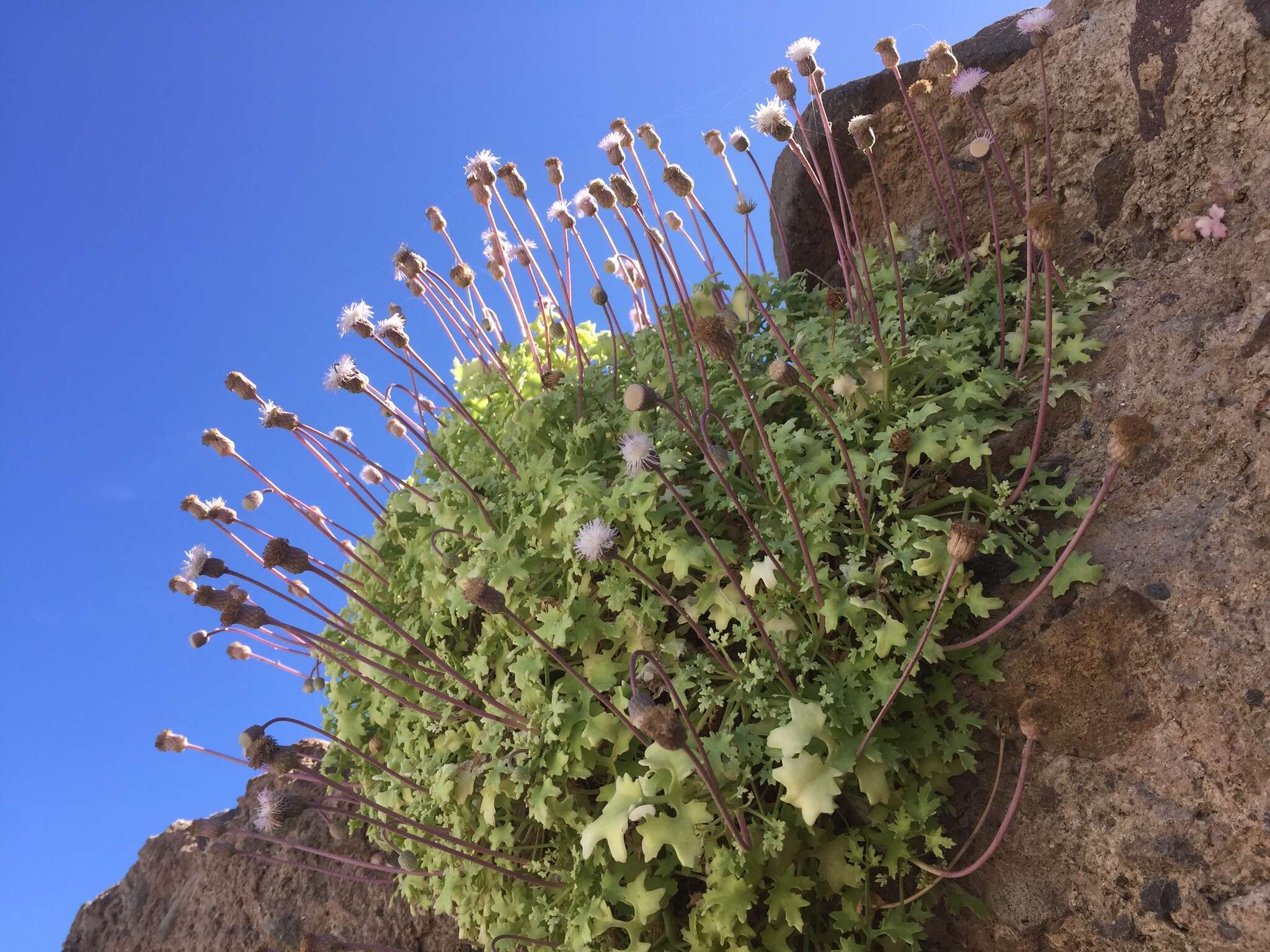 Image of Hofmeisteria fasciculata (Benth.) Walp.