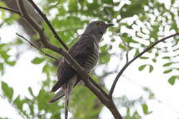 Image of Indian Cuckoo