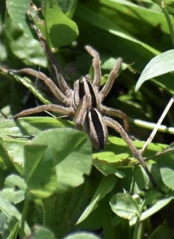 Image of Dotted Wolf Spider