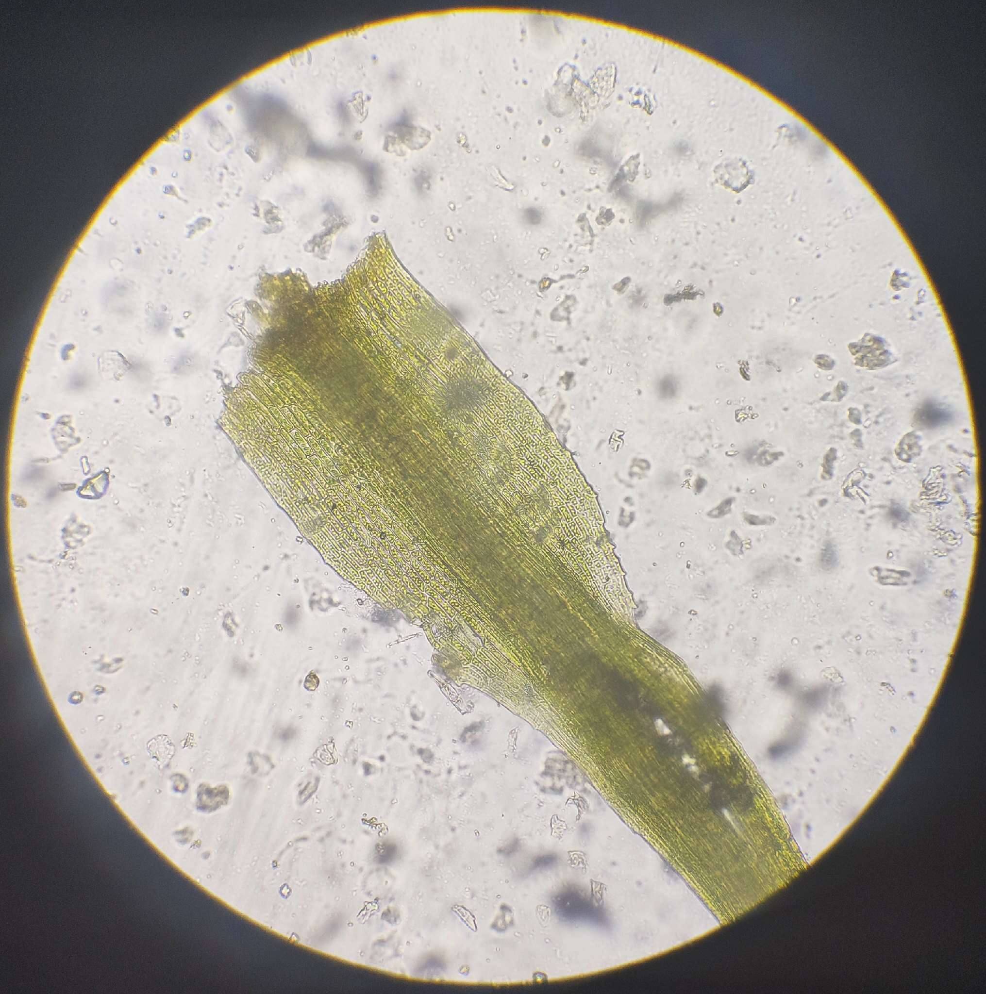 Image of pleuridium moss