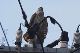 Image of Accipiter gentilis fujiyamae (Swann & Hartert 1923)