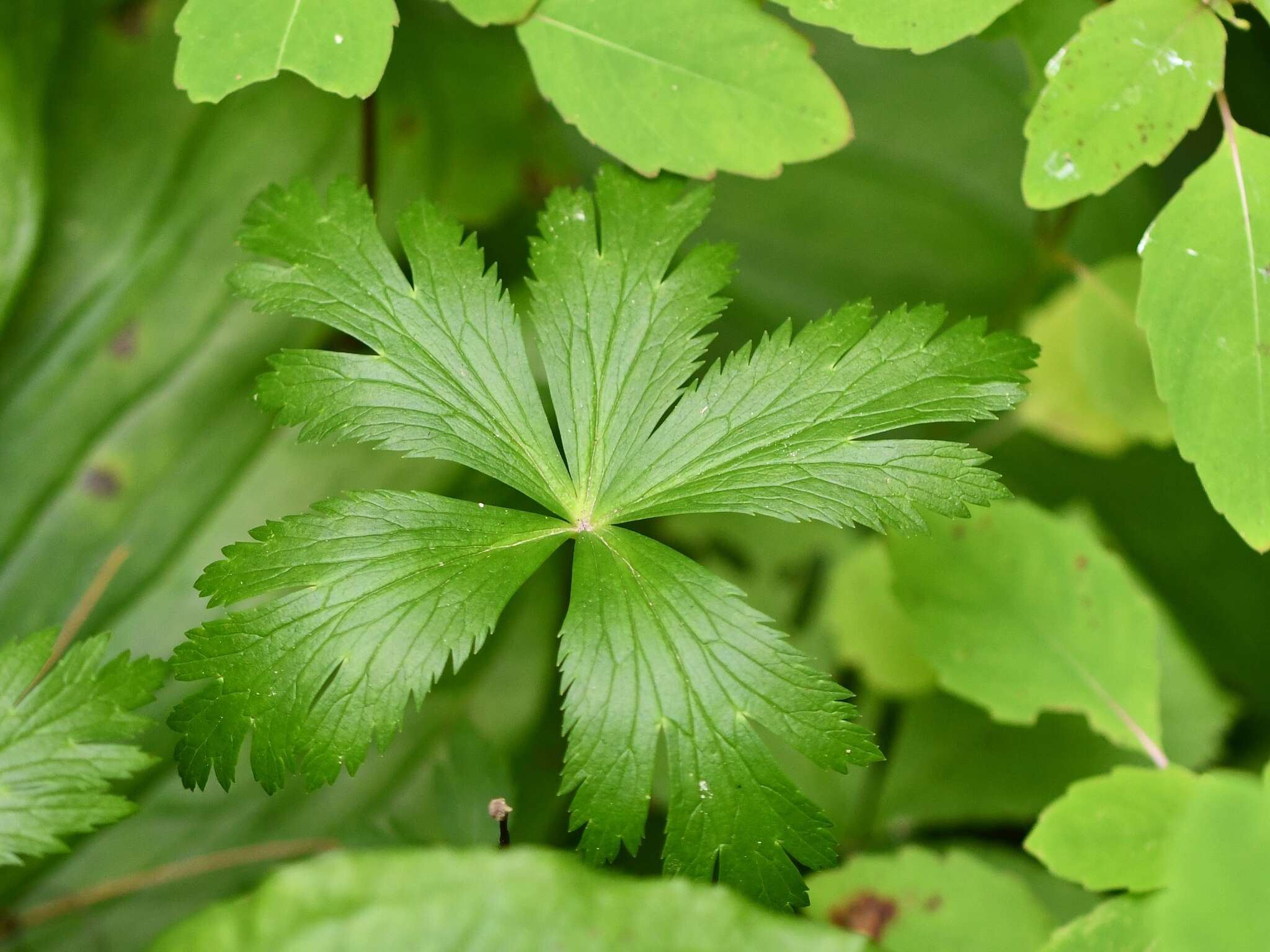 Image of American globeflower