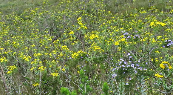 Image of Osteospermum corymbosum L.