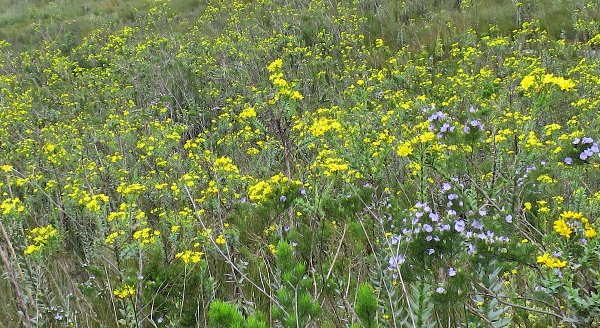 Image of Osteospermum corymbosum L.