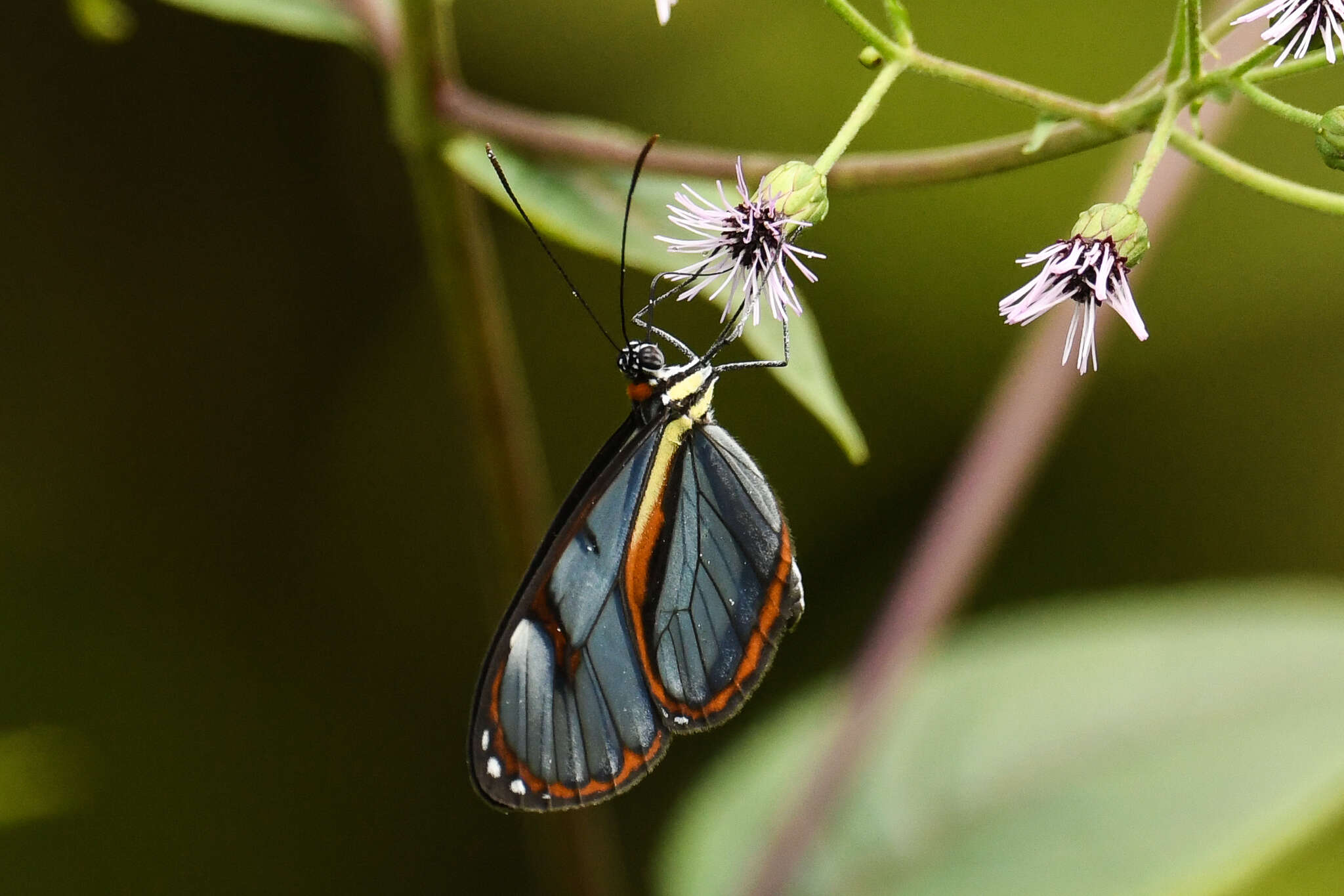 Imagem de Ithomia diasia Hewitson 1854