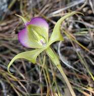 Image of Disperis capensis var. brevicaudata Rolfe