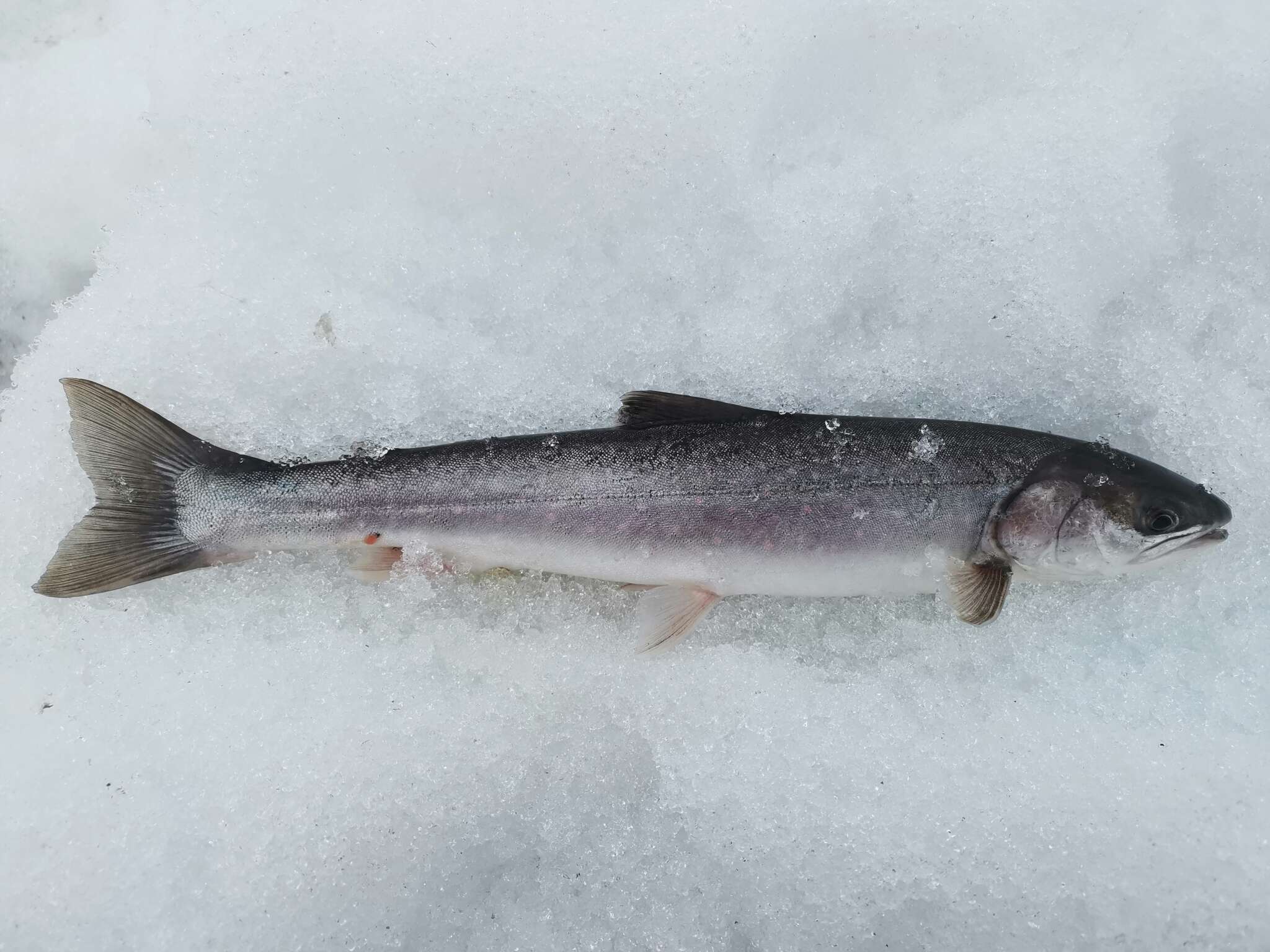 Image of Arctic Char