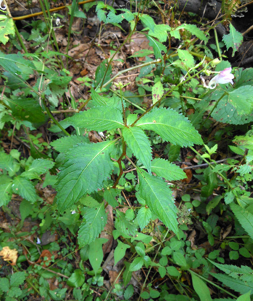 Image de Impatiens furcillata Hemsl. ex Forb. & Hemsl.