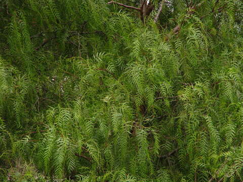 Image of Peruvian peppertree