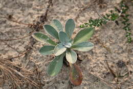 Sivun Gamochaeta stachydifolia (Lam.) Cabrera kuva