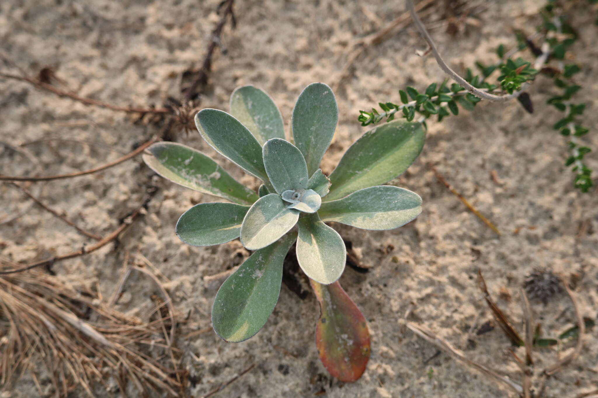 Image of Sunflower