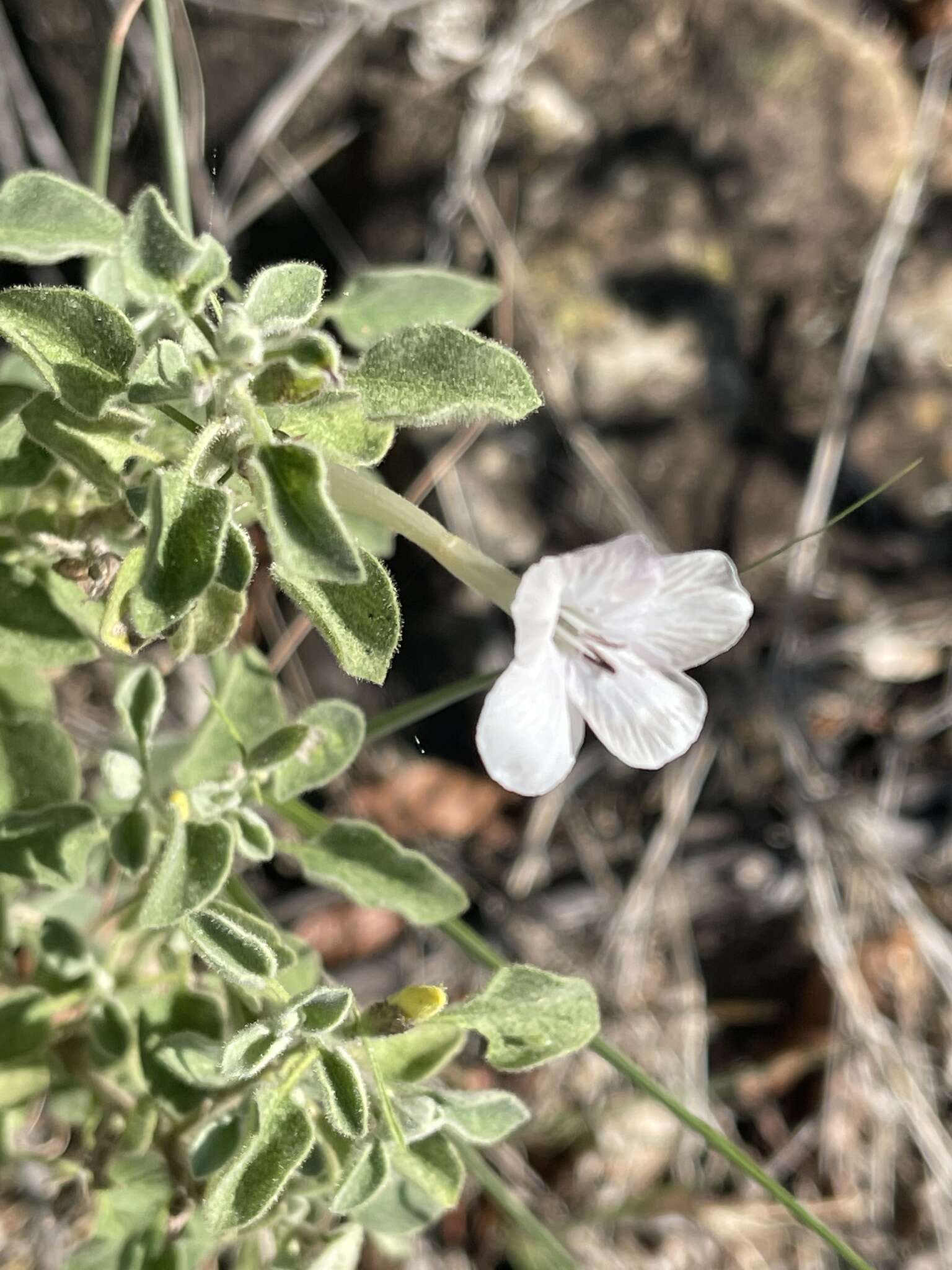 Image of Barleria heterotricha Lindau