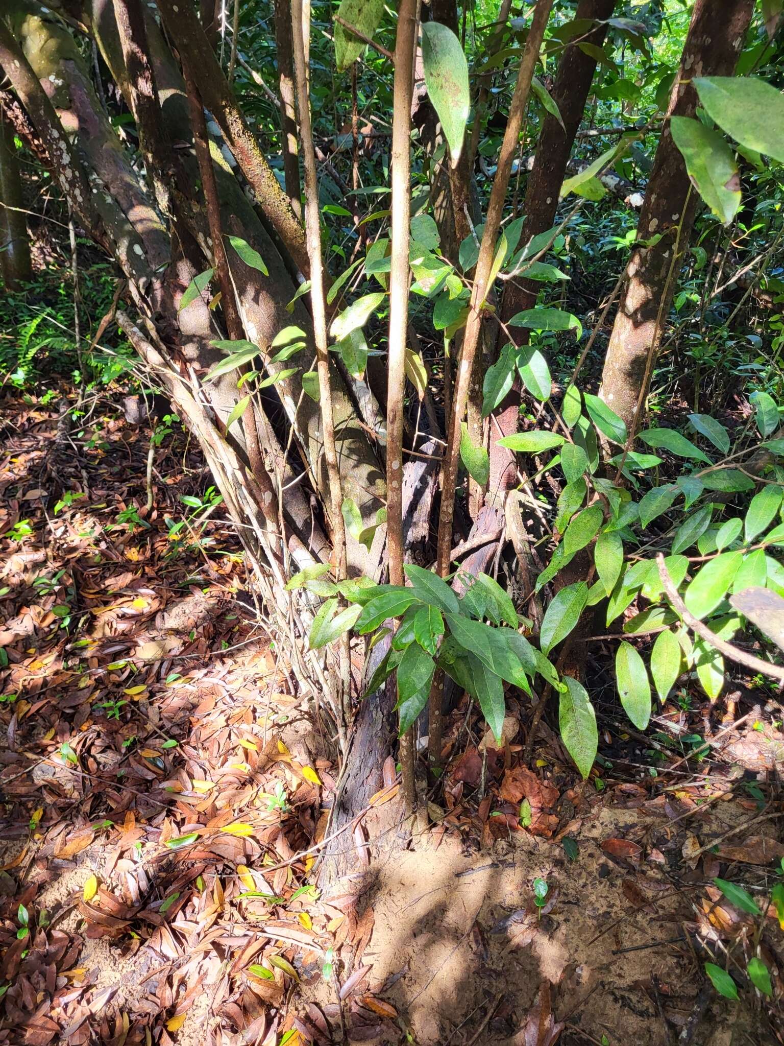 Image of Puerto Rico cinnamon