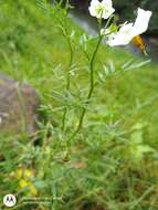 Imagem de Solanum pinnatisectum Dun.