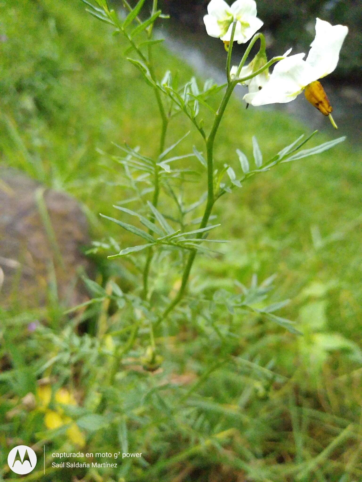 Imagem de Solanum pinnatisectum Dun.