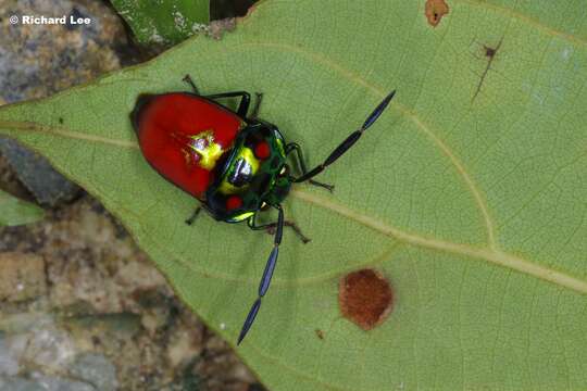 Image of Chrysocoris Hahn 1834