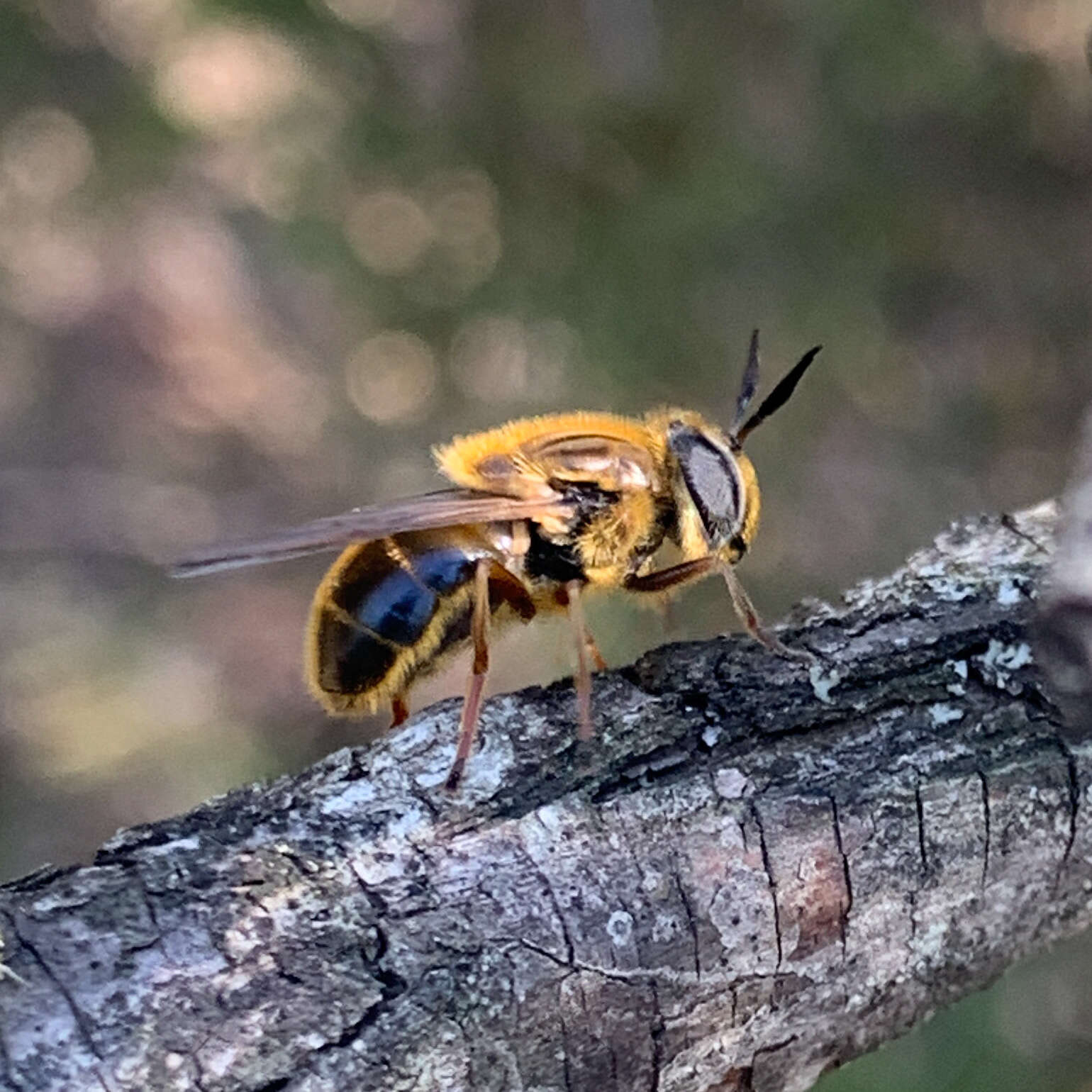 Image of Callicera erratica (Walker 1849)