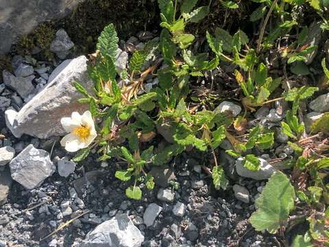 Imagem de Dryas octopetala L.