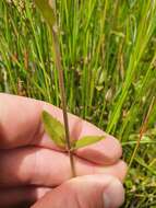 Image de Epilobium insulare Hausskn.