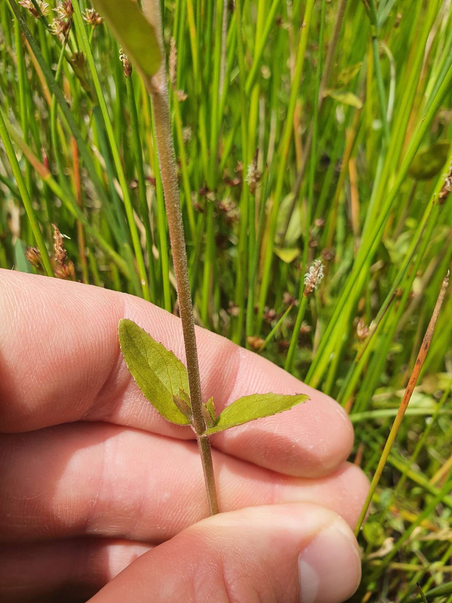 Image de Epilobium insulare Hausskn.