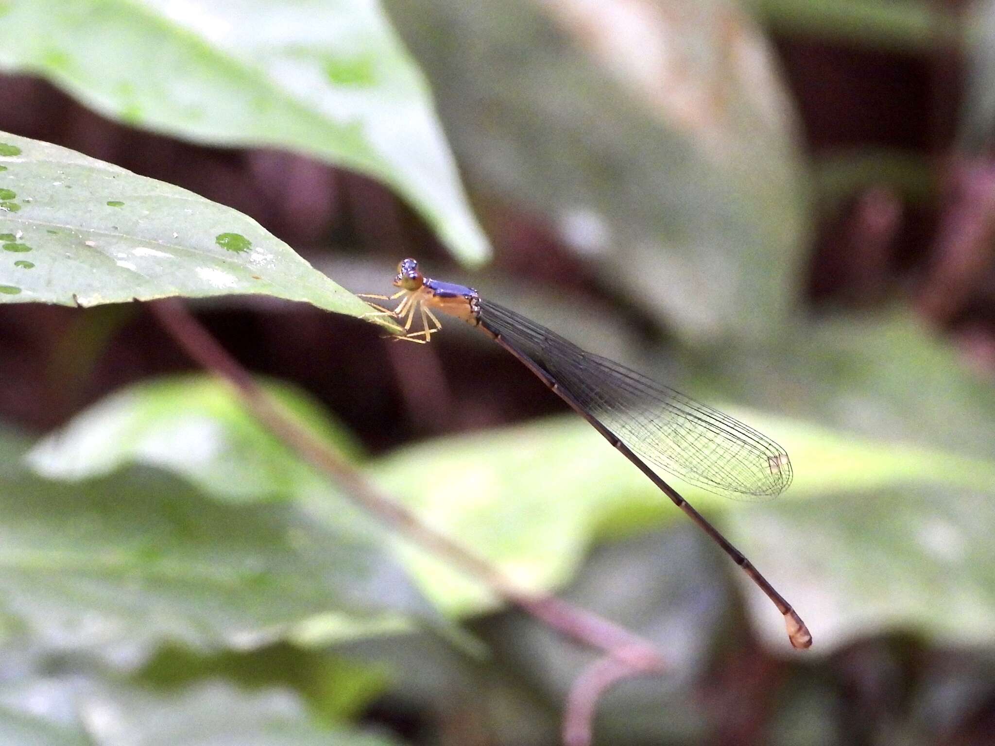 Imagem de Pericnemis stictica Hagen ex Selys 1863