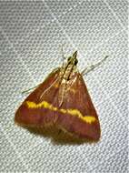 صورة Pyrausta pseuderosnealis Munroe 1976