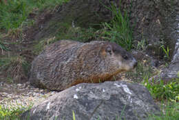 صورة Marmota subgen. Marmota Blumenbach 1779