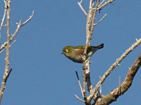 Image of Silvereye