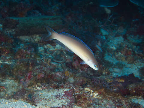 Image de Poisson couvreur pâle