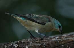 Image of Black-legged Dacnis