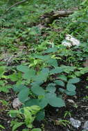 Image of Spiraea corymbosa