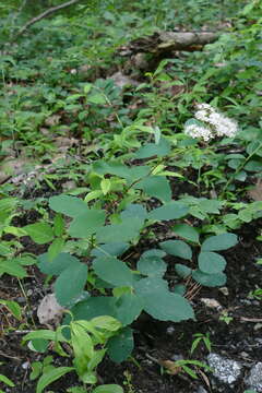 Image of Spiraea corymbosa