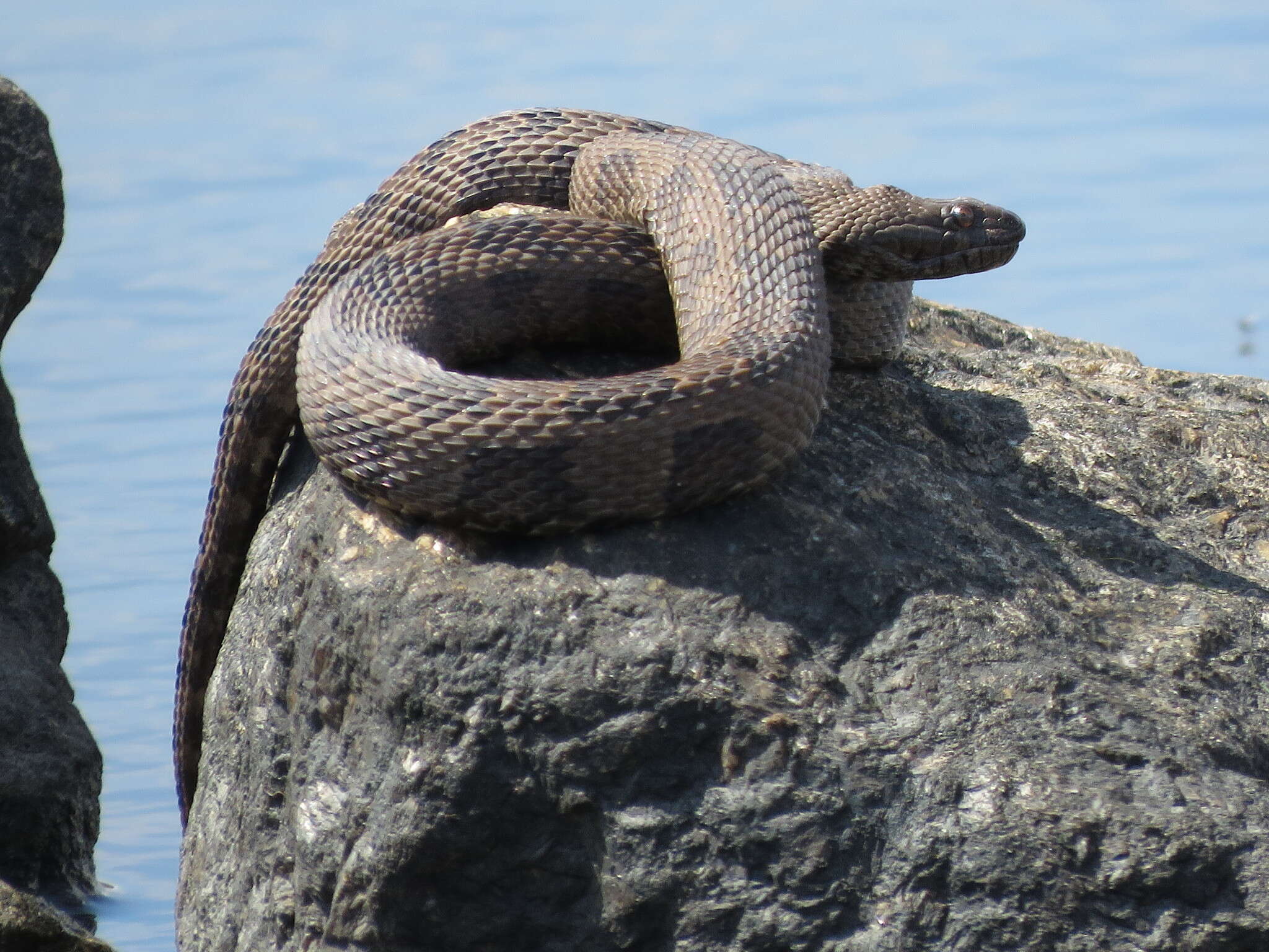 Слика од Nerodia taxispilota (Holbrook 1838)