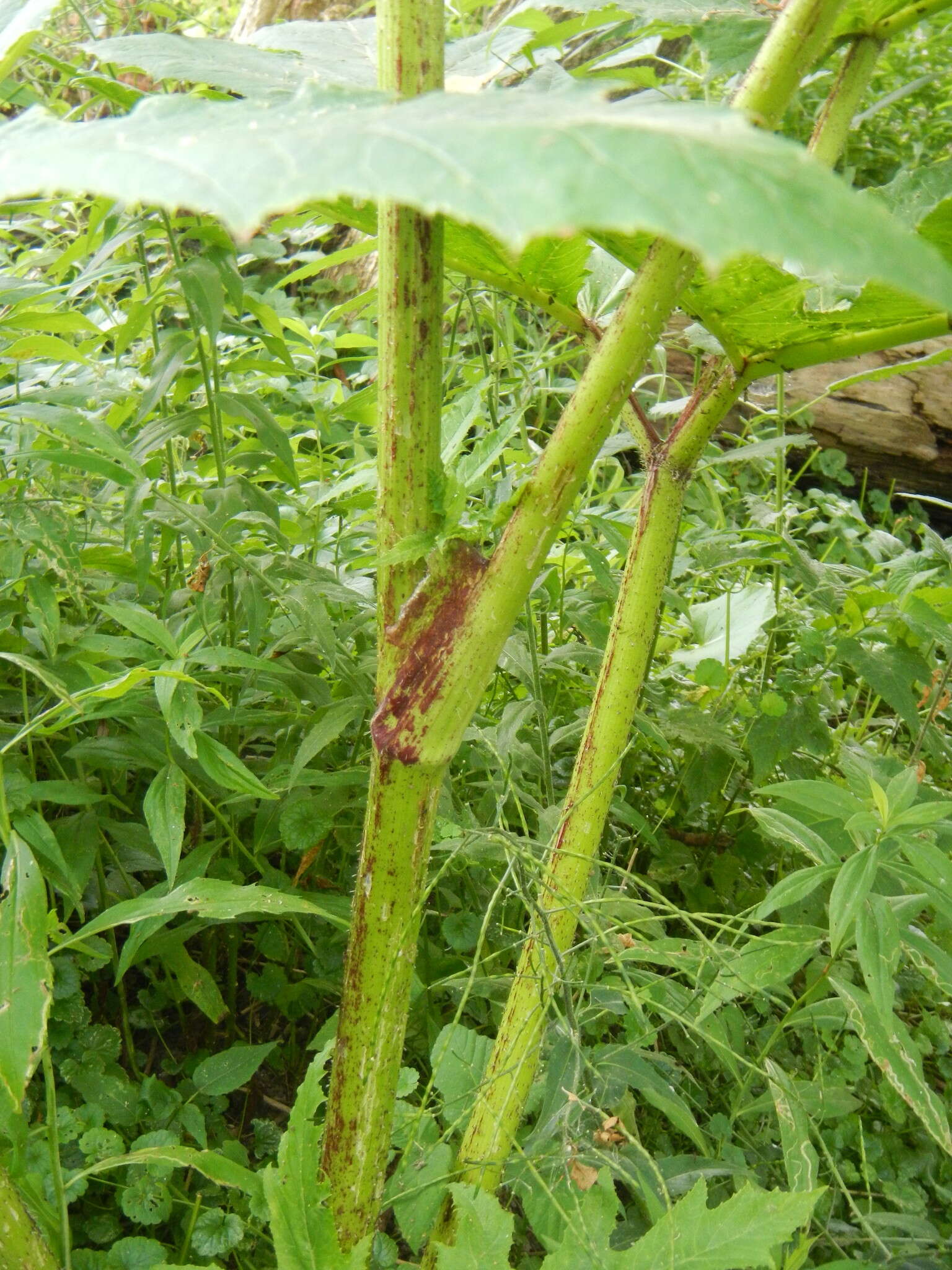 Image of Mantegazzi's Cow-Parsnip