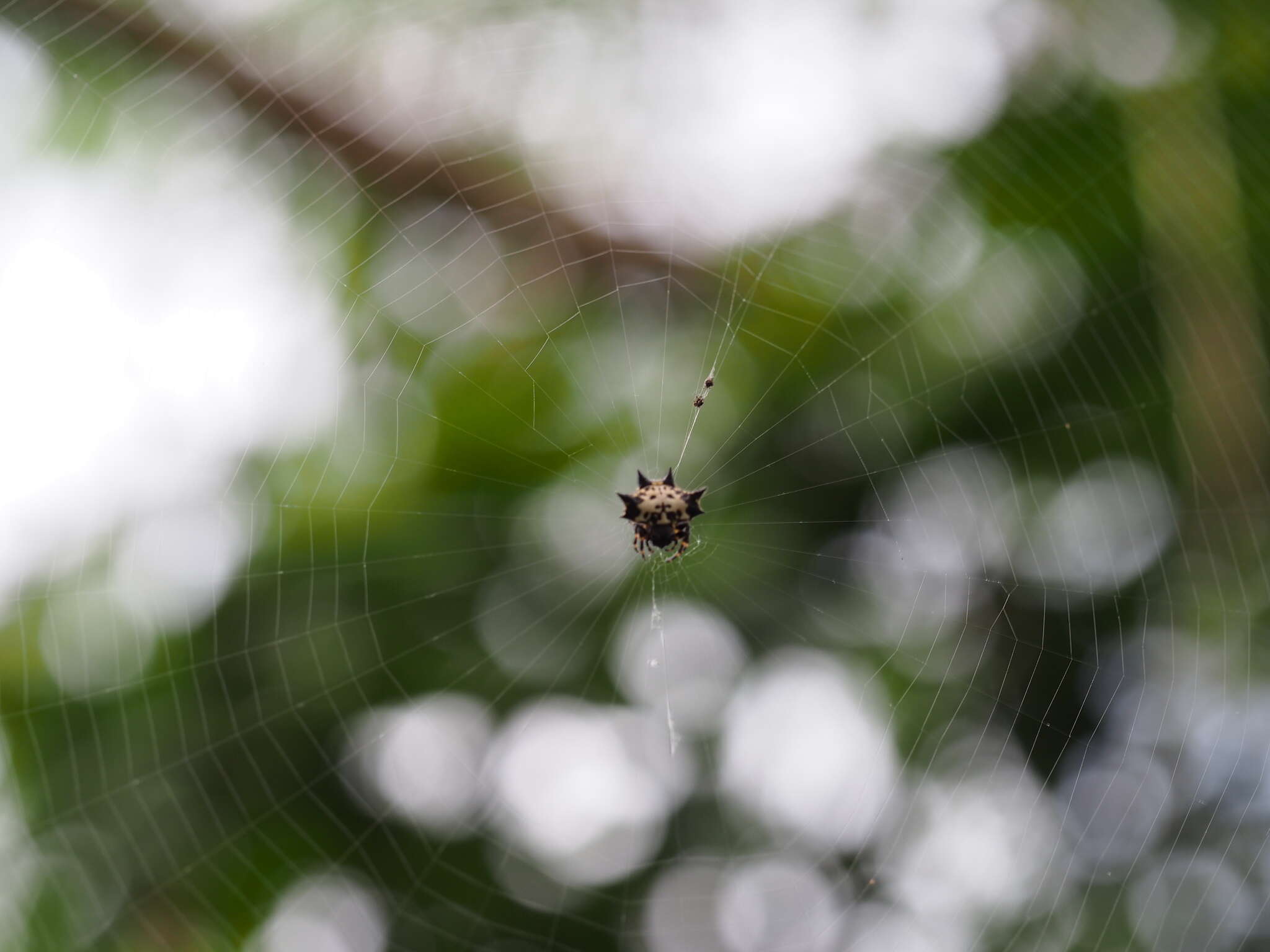 Image of Gasteracantha kuhli C. L. Koch 1837