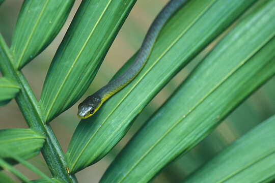 Image of Black Treesnake