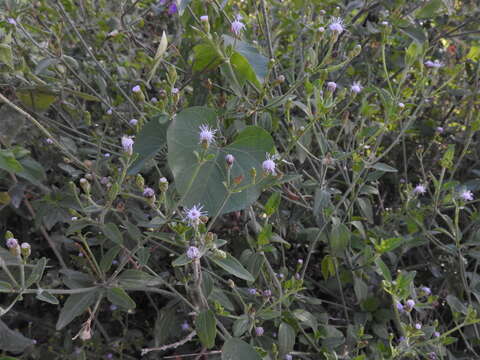 Image of Chromolaena lundellii R. King & H. Rob.