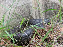 Image of Morelia spilota spilota (Lacépède 1804)